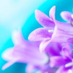 تصویر پروفایل