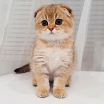 آواتار あきらあまてらす