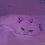 تصویر پروفایل