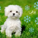 تصویر پروفایل