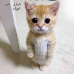 تصویر پروفایل
