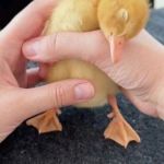 عکس فدریکو؛