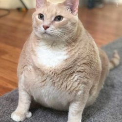 تصویر پروفایل