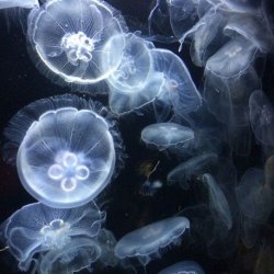 تصویر پروفایل