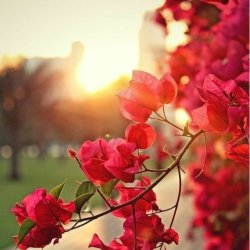 تصویر پروفایل