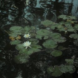 تصویر پروفایل