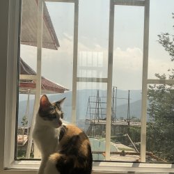 تصویر پروفایل