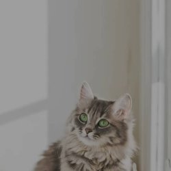 تصویر پروفایل
