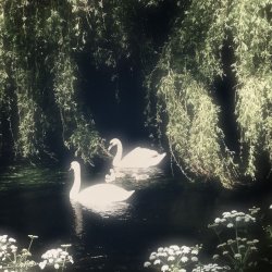 تصویر پروفایل