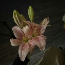 تصویر پروفایل