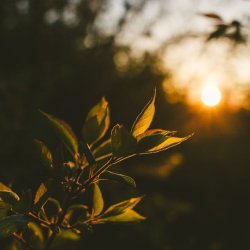 تصویر پروفایل