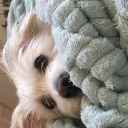 تصویر پروفایل