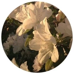 عکس شیرین نجات