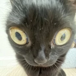 تصویر پروفایل