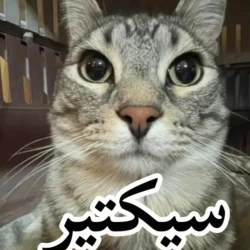 عکس صیختیر🎀