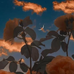 عکس شب رز ها