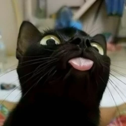 تصویر پروفایل