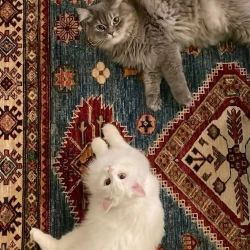 عکس ایرانבخت