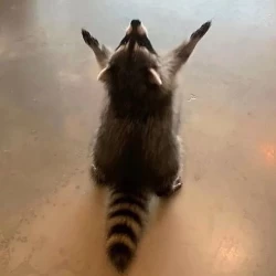 تصویر پروفایل