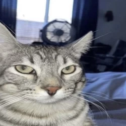 عکس محمدمهیار