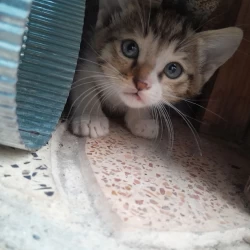 عکس 💜(Sana)💜