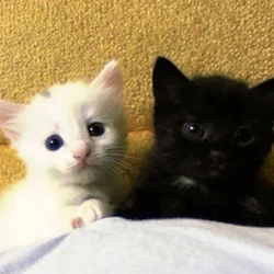 عکس 𝑒𝑙𝑦𝑛𝑎