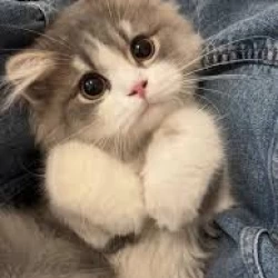 عکس جین پلیس