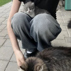 عکس ᴀᴛᴇɴᴀ