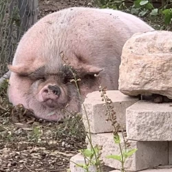 عکس پوفپوفی