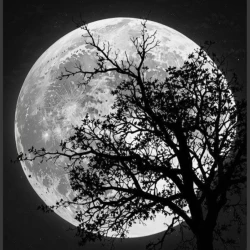 تصویر پروفایل