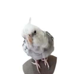 عکس نیکولایعلی