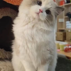 عکس آلایزا