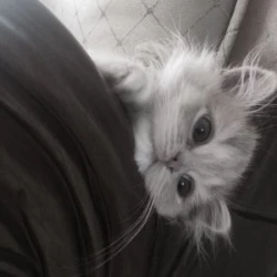 عکس Nina