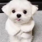 تصویر پروفایل