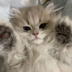 عکس پیشی ملوسه