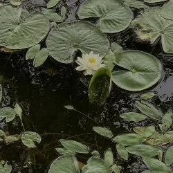 تصویر پروفایل