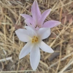 عکس Leyla