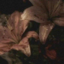 عکس 𝑹𝒐𝒔𝒂