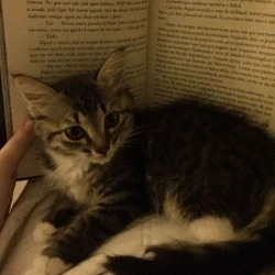 عکس Mrs kitten