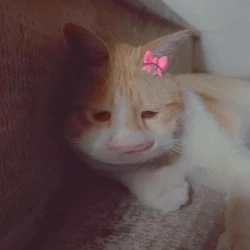 عکس ★𝖫𝖮𝖴𝖢𝖧𝖨