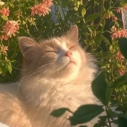 عکس 𓆩🌿 𝓑𝓪𝓻𝓪𝓷