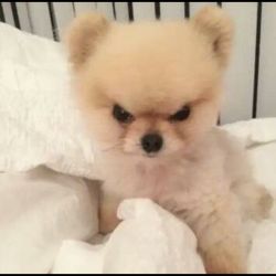 عکس مسابقه‌ی ادیت