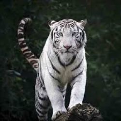 عکس کدوم انیمیشن