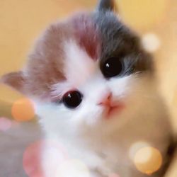 عکس دوست داری....