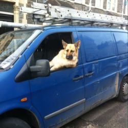 عکس اگه سگی رو در حال رانندگی ببینین  :/