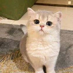 عکس ادیت بزنید