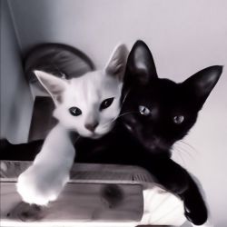 عکس کاری که نمیدونی چرا کردی..