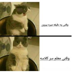 عکس طنز گربه