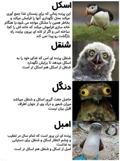 تصویر مسابقه