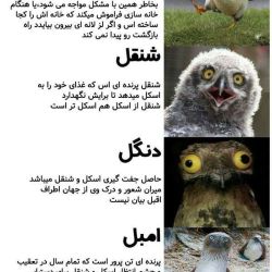 عکس یکی جدید بساز!